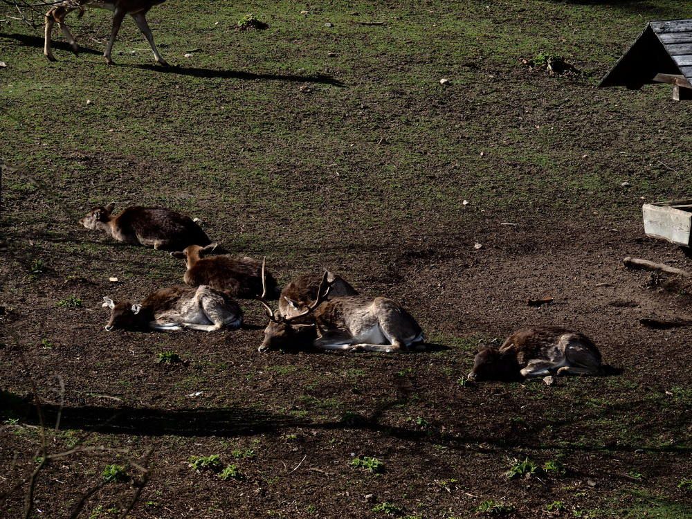 The resting Deers