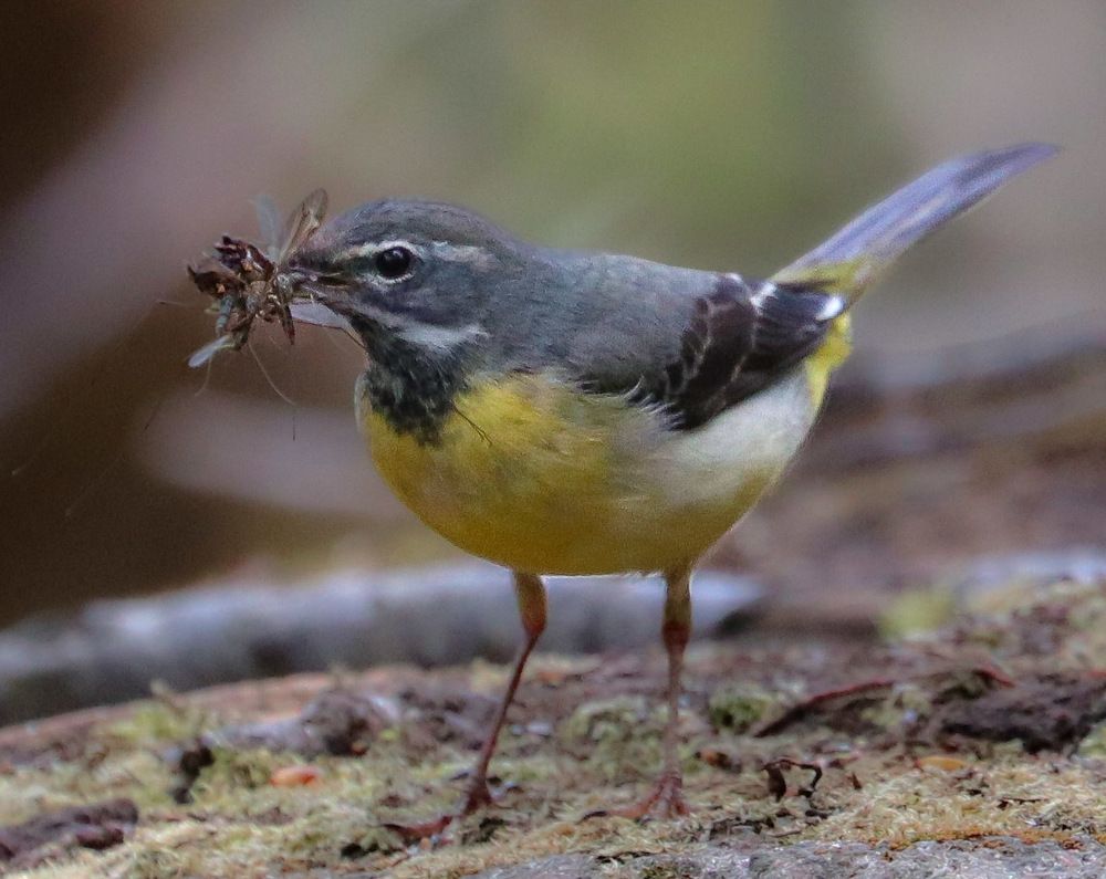 Photograph by Ambi Puvi