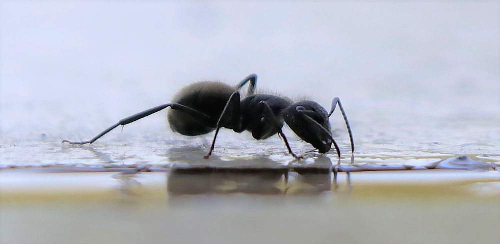 Photograph by Simone Guaselle