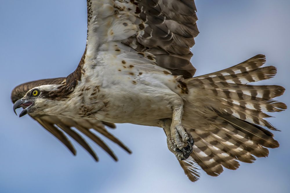 Osprey