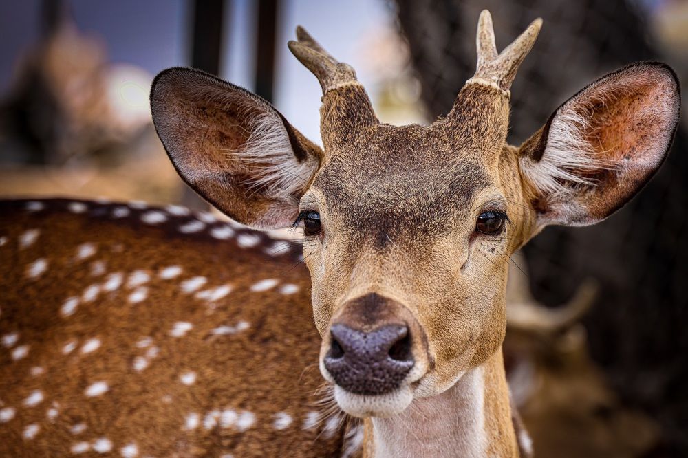 Фотография автора Dem Kerrigan