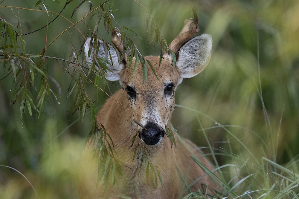 Photograph by Esteban Argerich