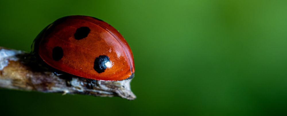 Photograph by Adrian Christ