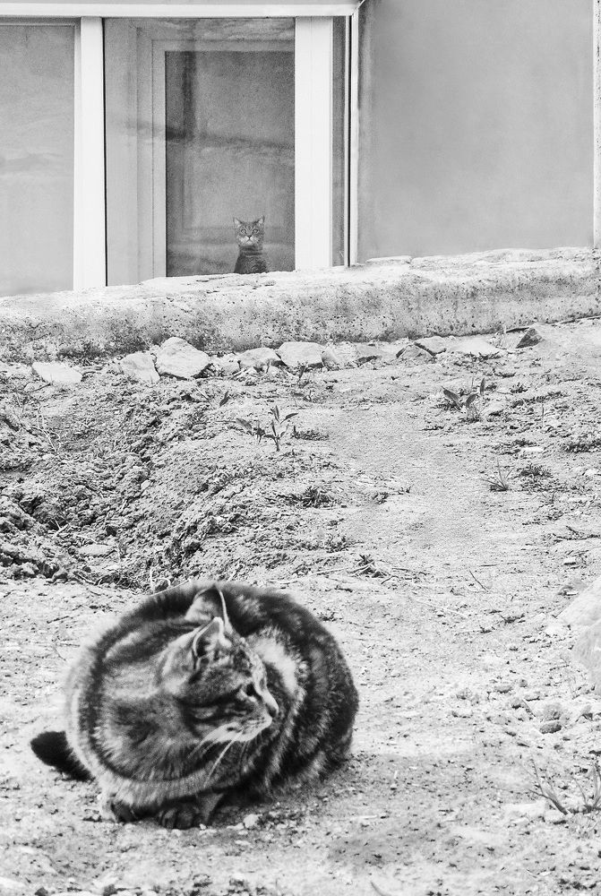 Уличные и домашние...