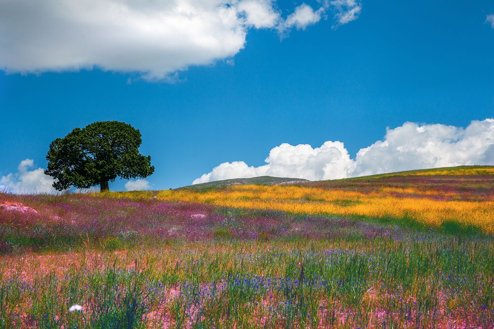 Photograph by Hengameh pirooz