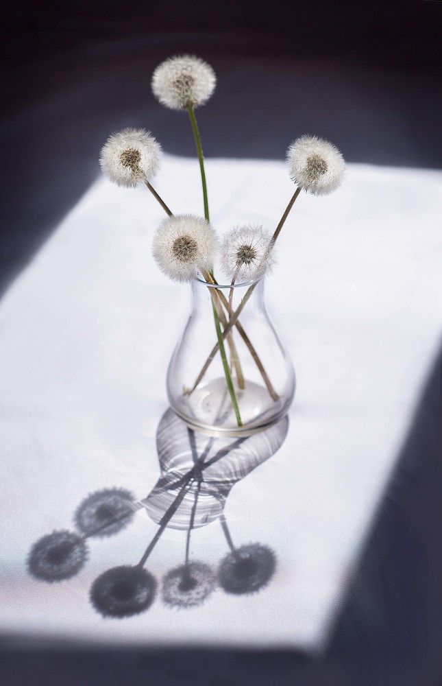 Одуванчики