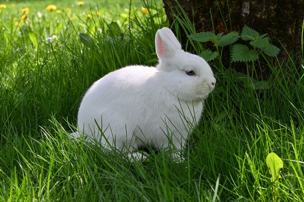 Белый пушистик