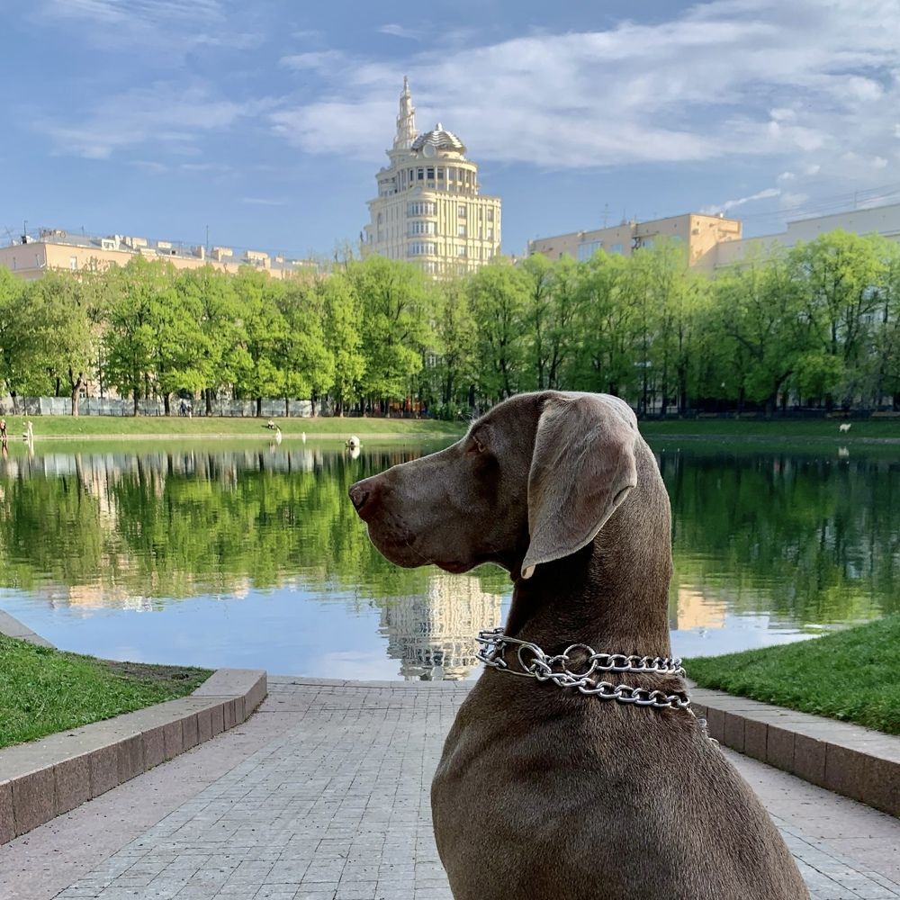 Утро на Патриарших.