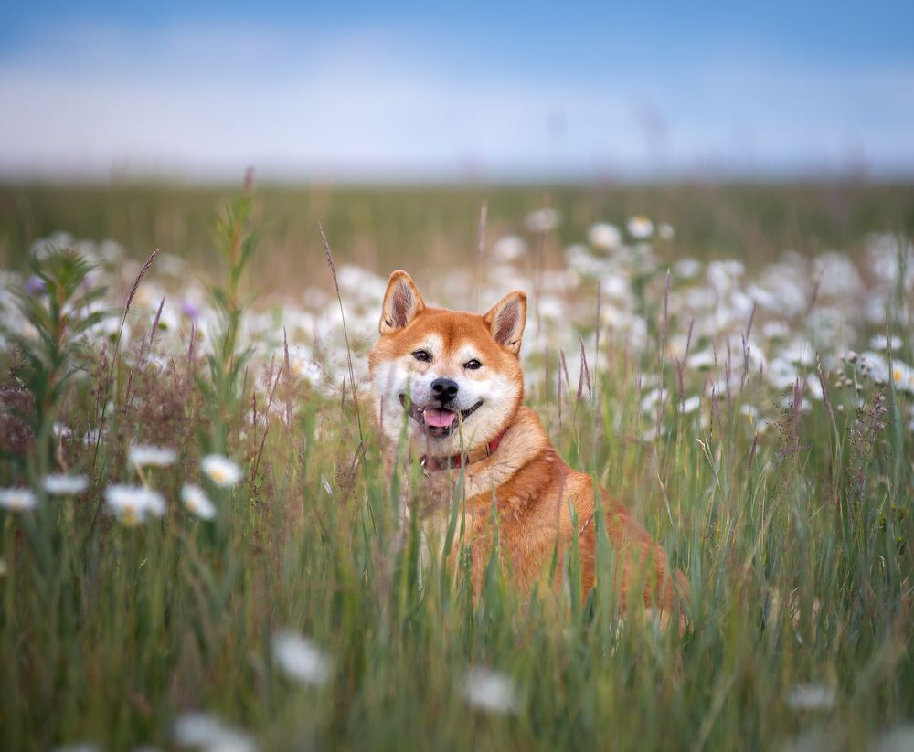 Photograph by Инна Макеева