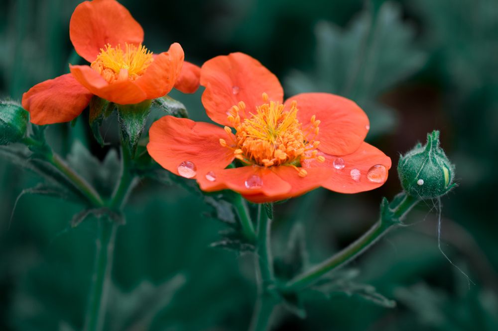 Photograph by Aleksandra Chu