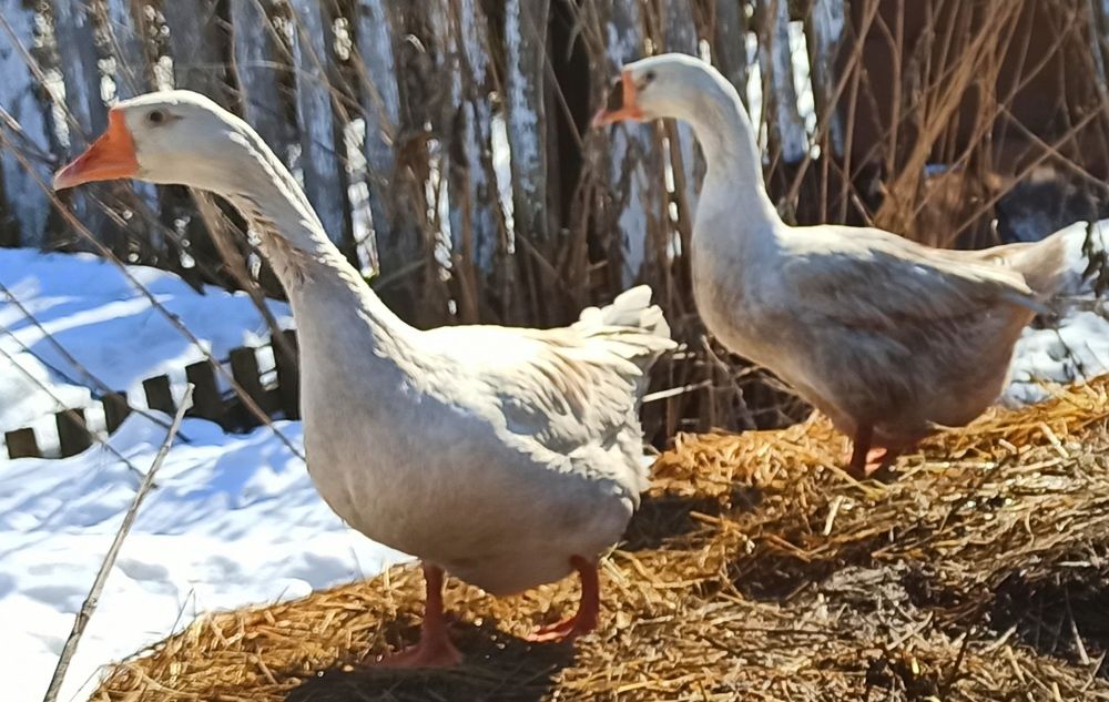 Два веселых гуся