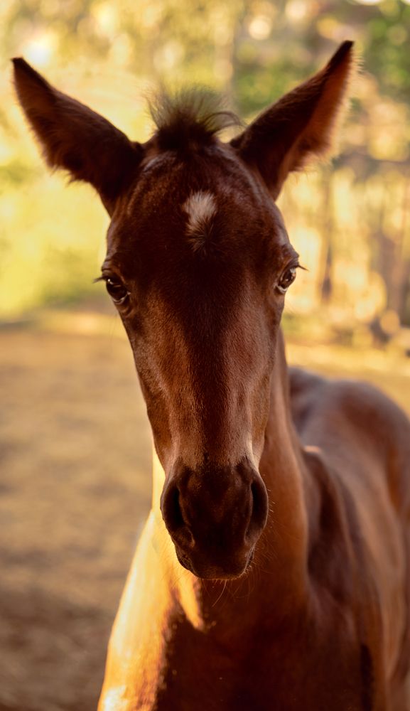 Photograph by Antonina Geçkil