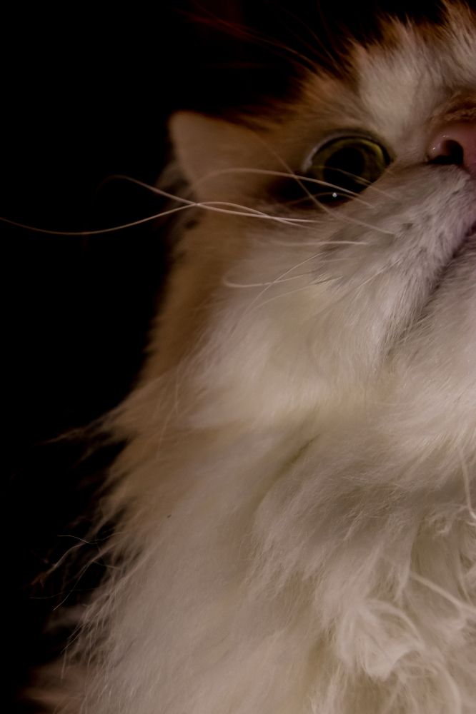 Photograph by Мария Тёмкина