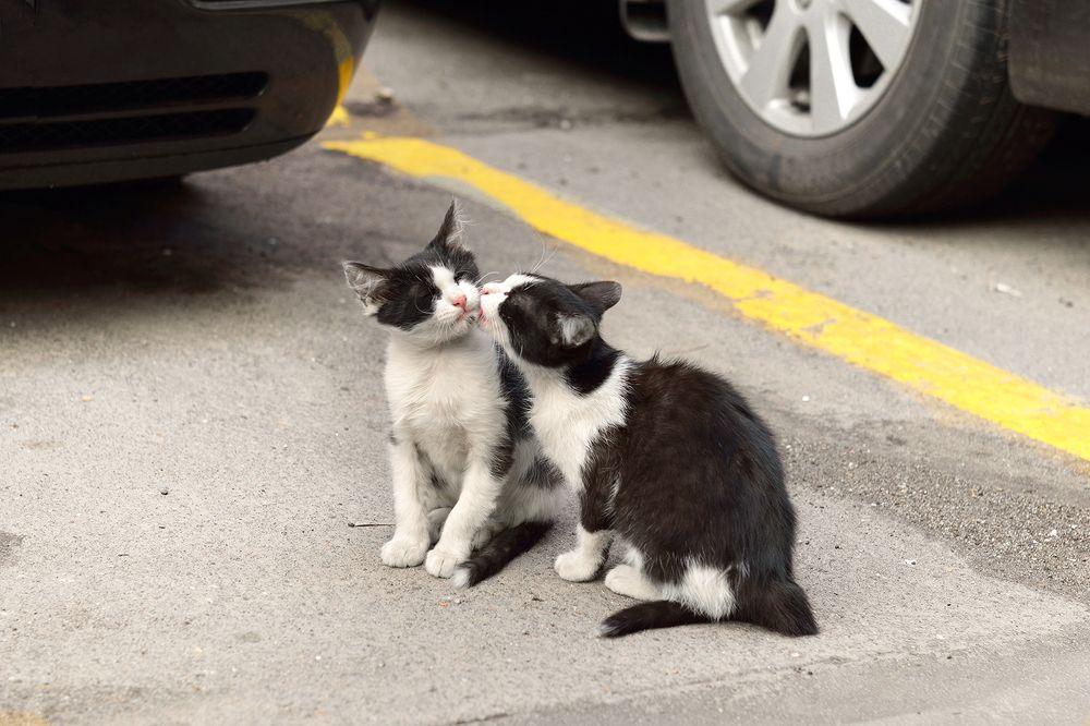 Нежность. Два маленьких котенка рядом с большими автомобилями