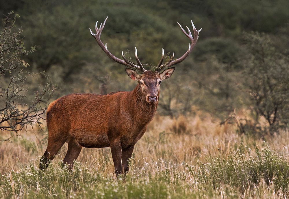 Red Deer