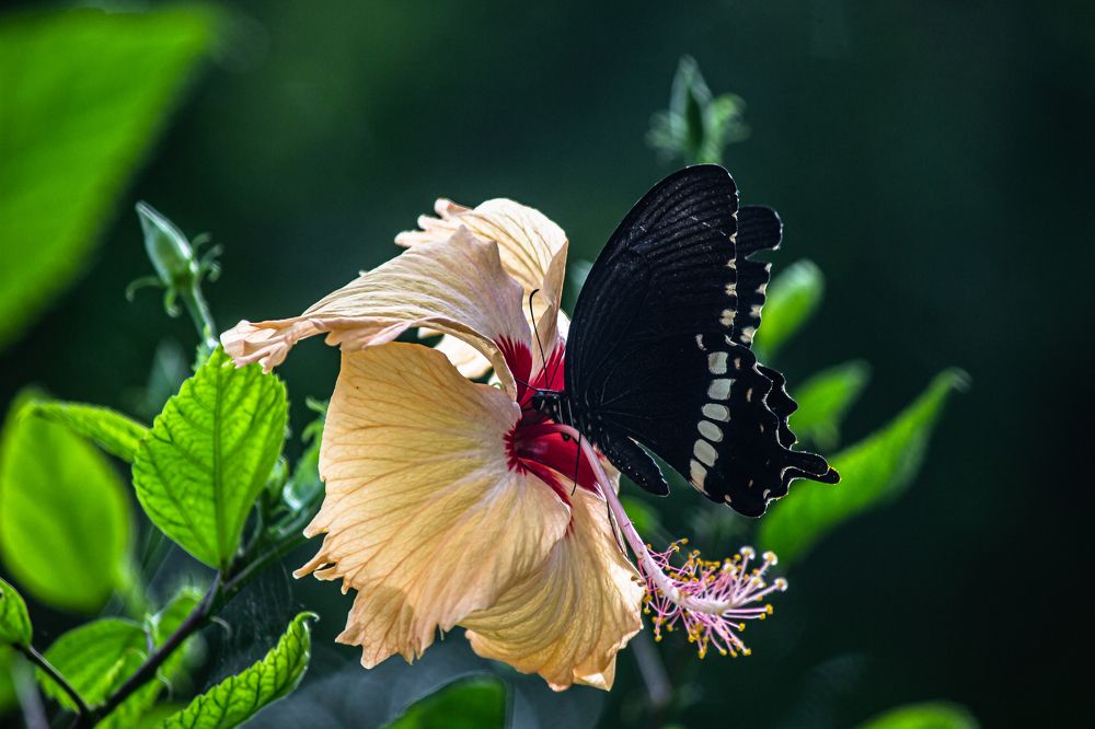 Photograph by Susobhan Biswas