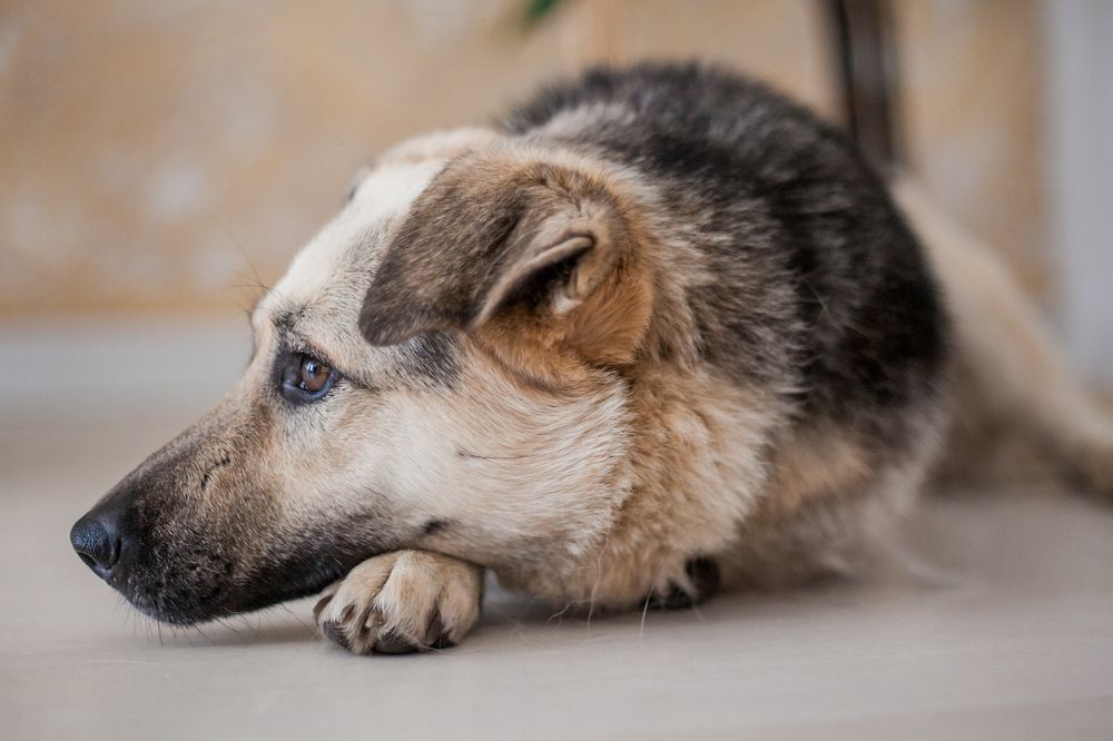 Photograph by Marina Moreva