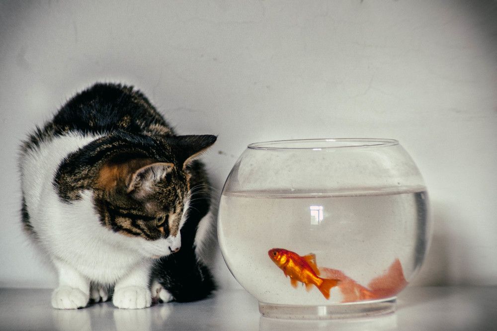 Photograph by DAMOUN POURNEMATI