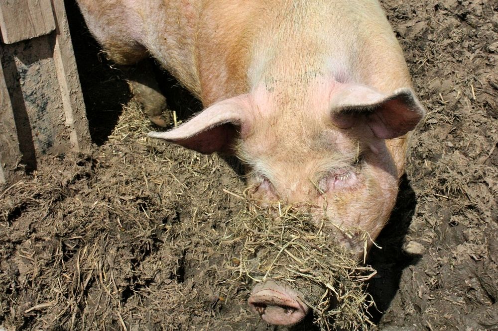 Любимый Борька