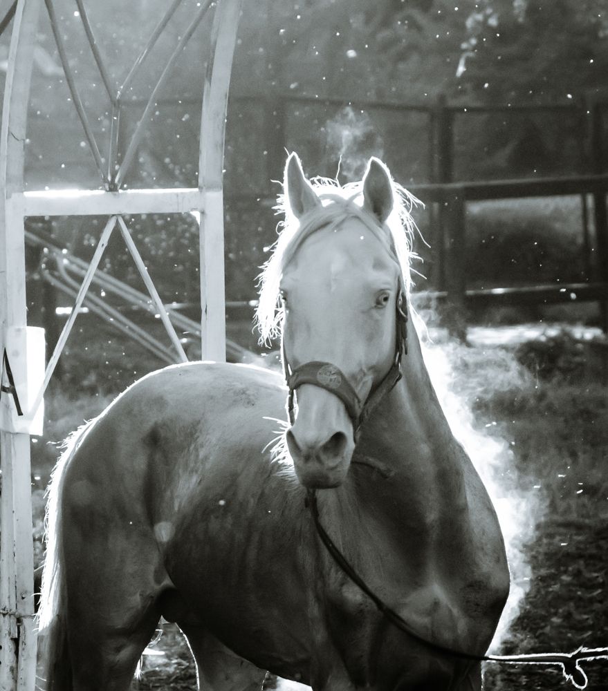 Драк-конь дымится...