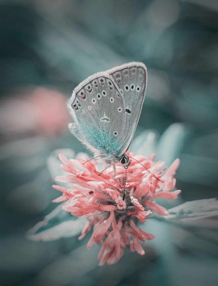 Photograph by Алена