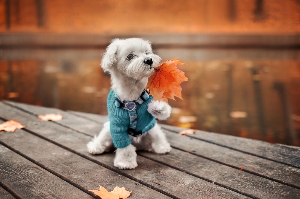 Мальтезе у озера