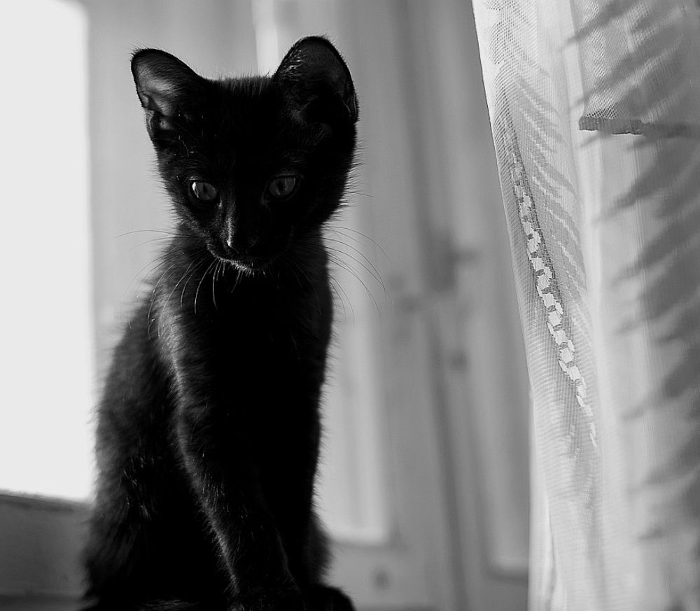 Котёнок