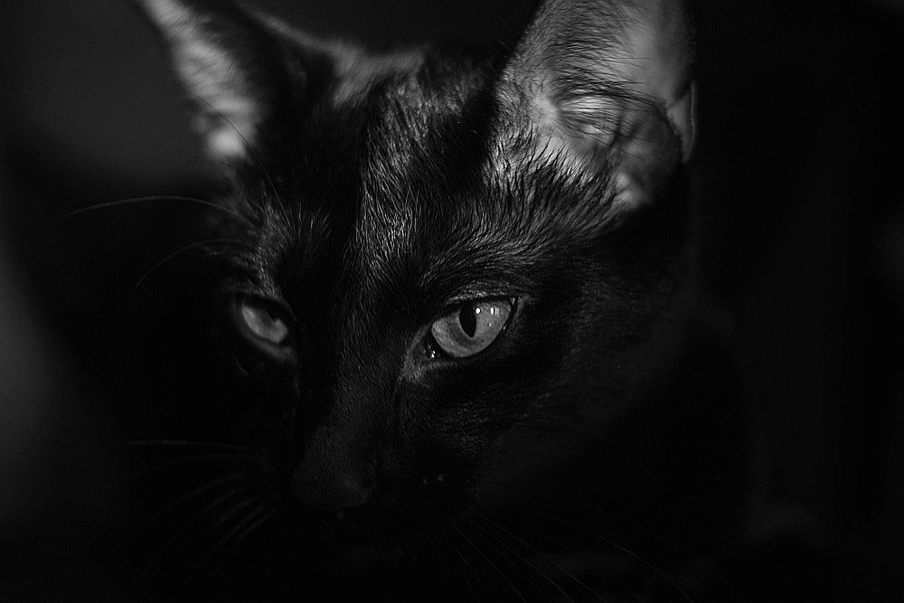 Кот