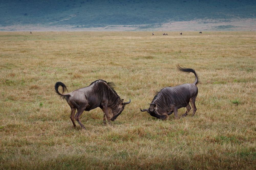 Photograph by Evgeny S