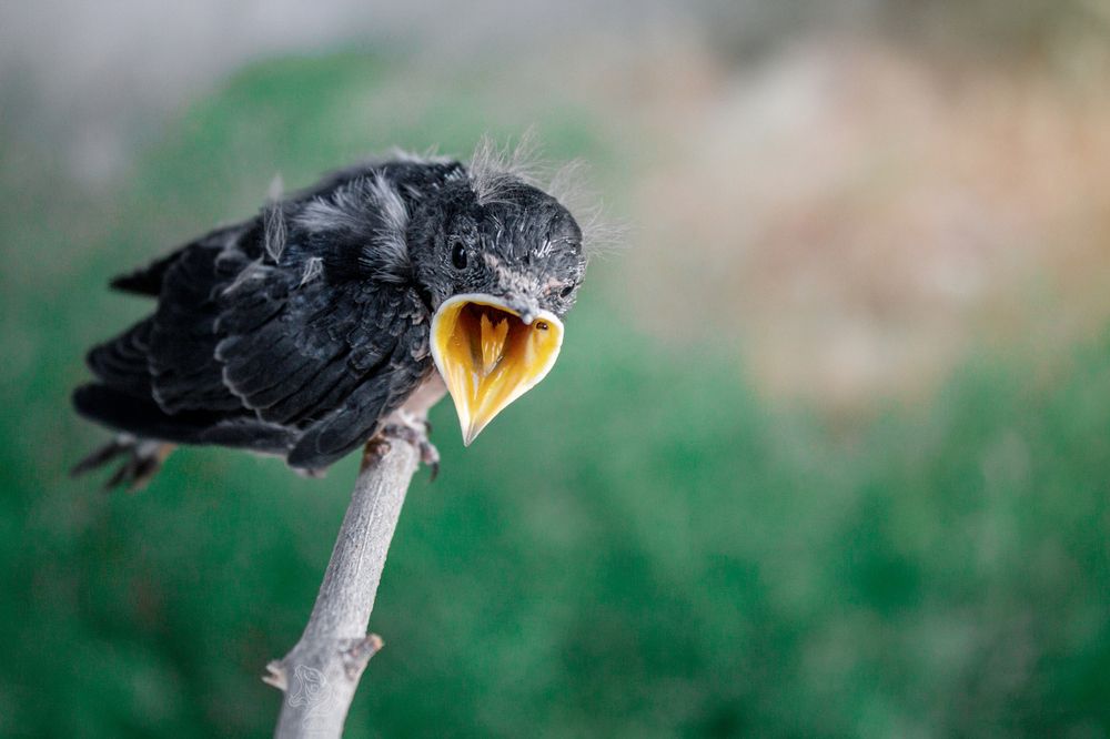 Photograph by Ahmēd ELkàdiki