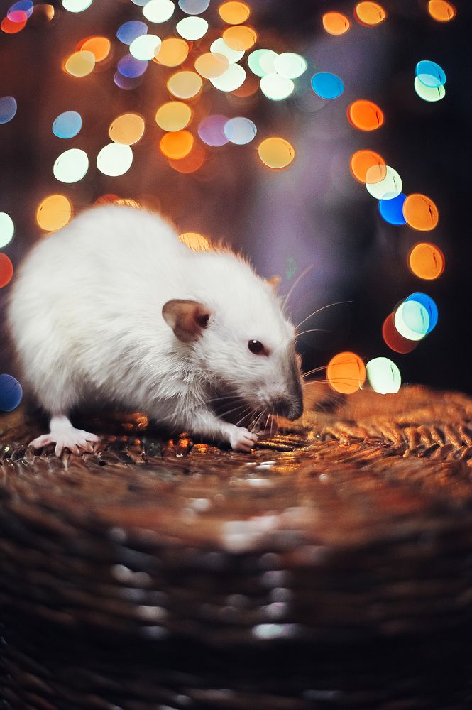 Photograph by Ольга Кузина