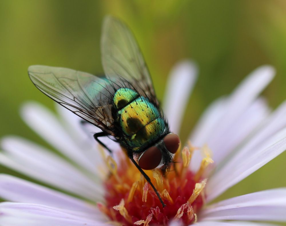 Photograph by Ambi Puvi