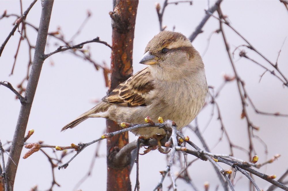 Все о птичках....