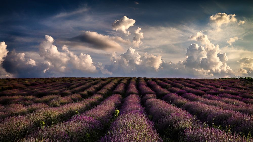 Photograph by Flegner Calin