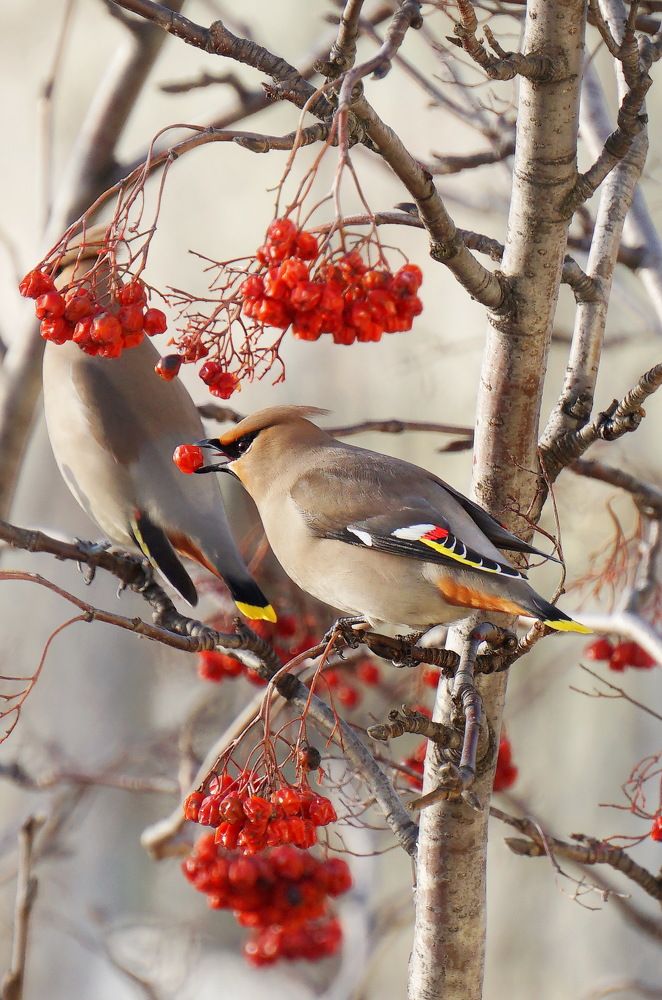 Все о птичках....