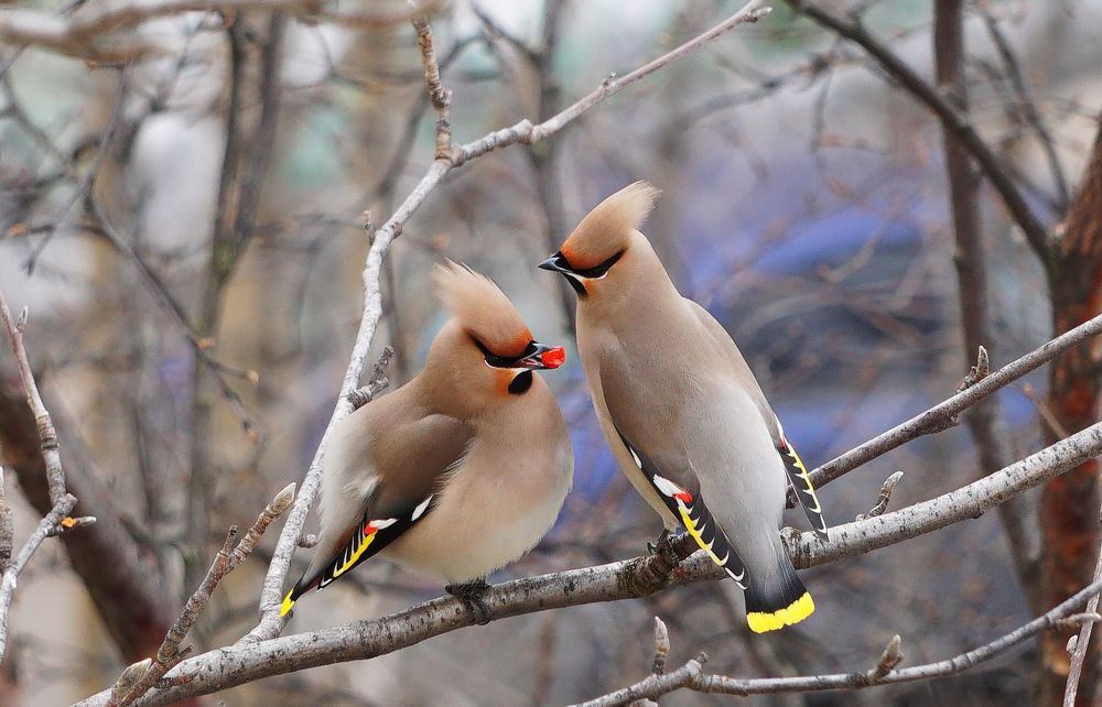 Все о птичках....