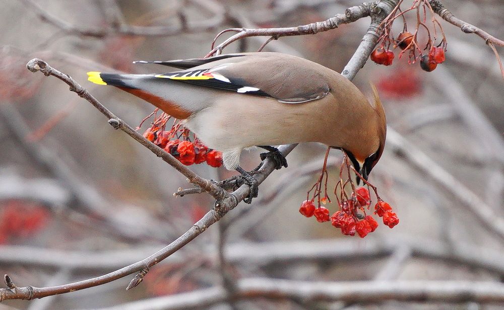 Photograph by Анна Приходько