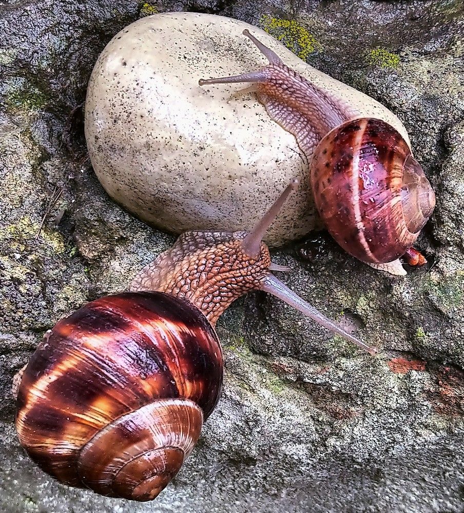 После дождя / After the rain