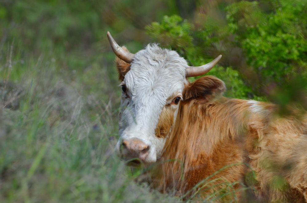 Photograph by Anna Kichapina