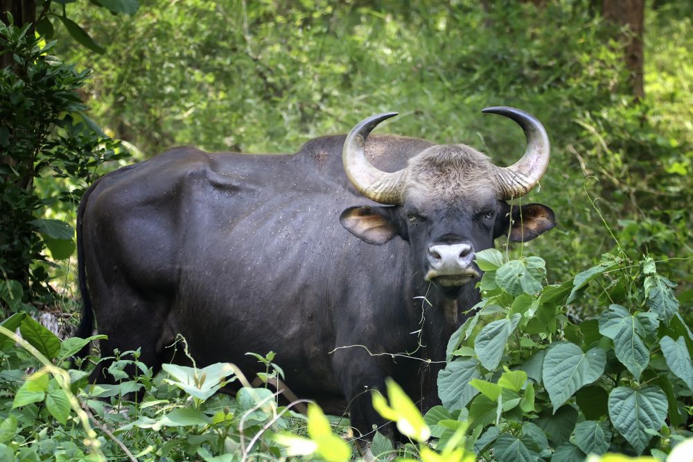 Фотография автора Anil Prabhakar