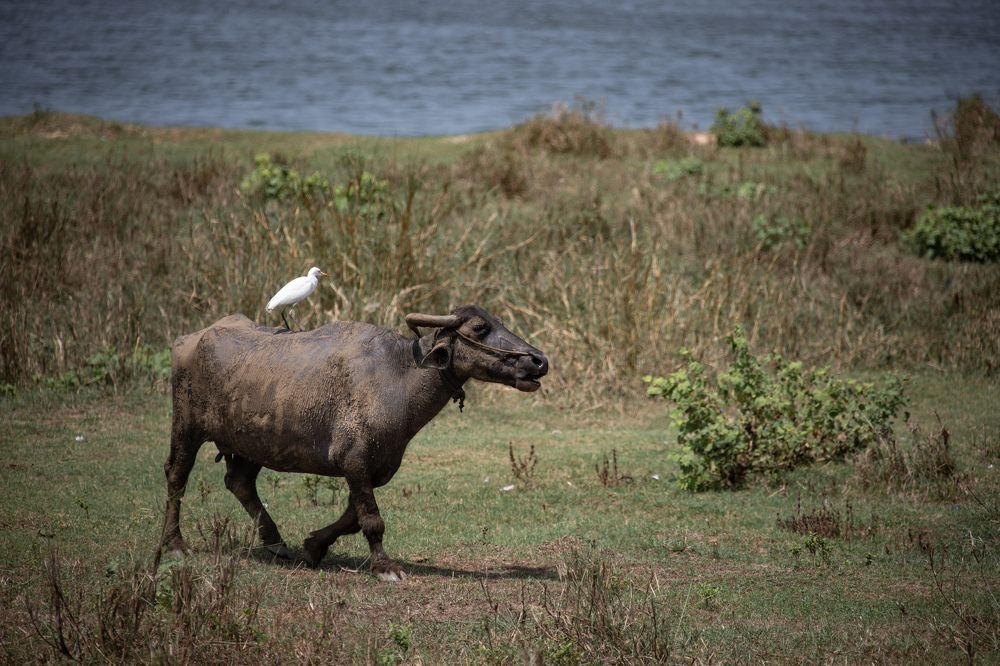 Фотография автора Anil Prabhakar