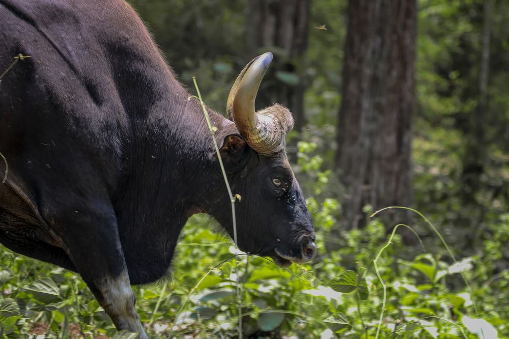 Фотография автора Anil Prabhakar