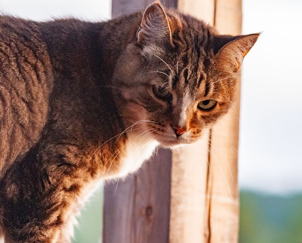 Фотография автора Олег Анатольевич Загорулько