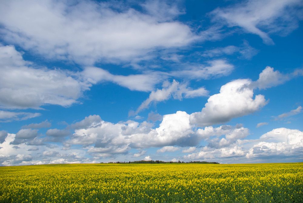 Photograph by Диана Бородзе