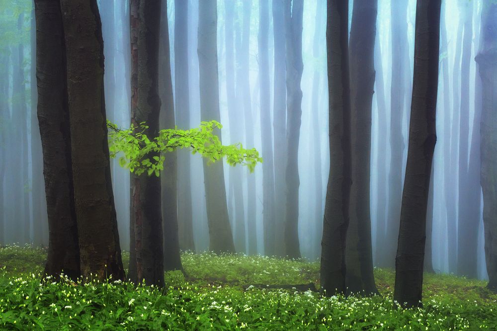Misty spring forest