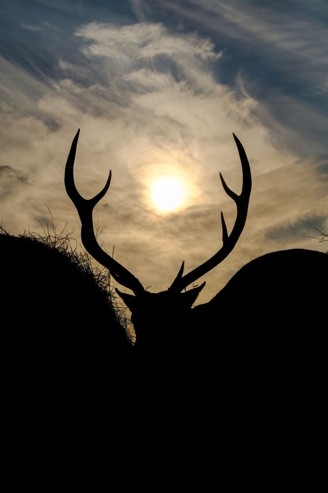 Фотография автора Александр Высоцкий