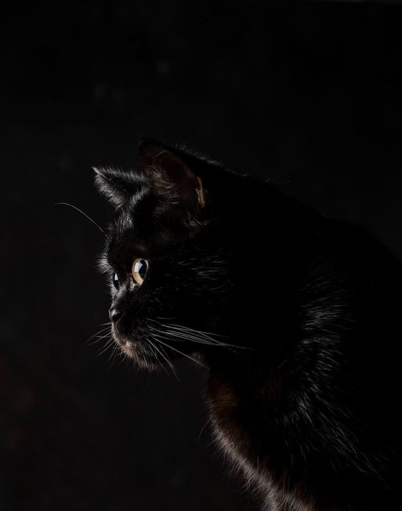 Буся. Чёрное на чёрном