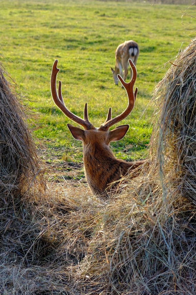 Созерцание