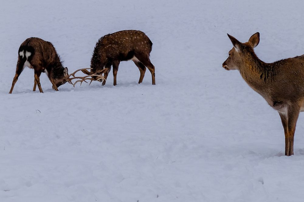 Состязание