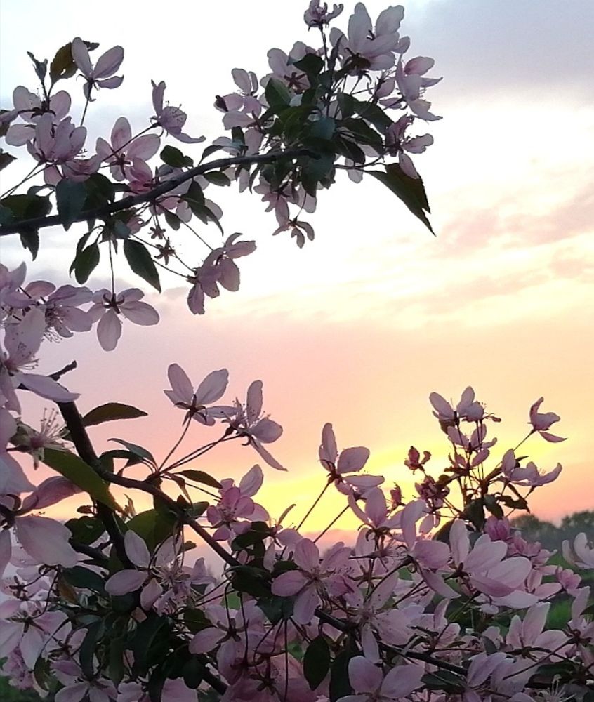 Photograph by Ирина Зима